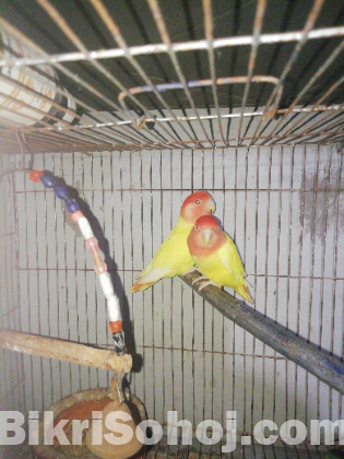 love bird